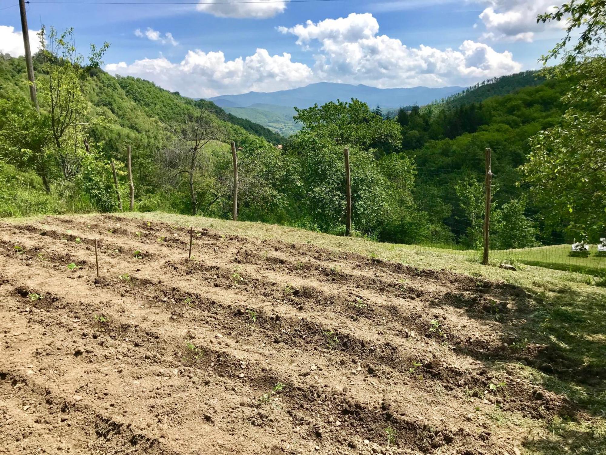 Bio Agriturismo Il Vigno Caprese Michelangelo Eksteriør bilde