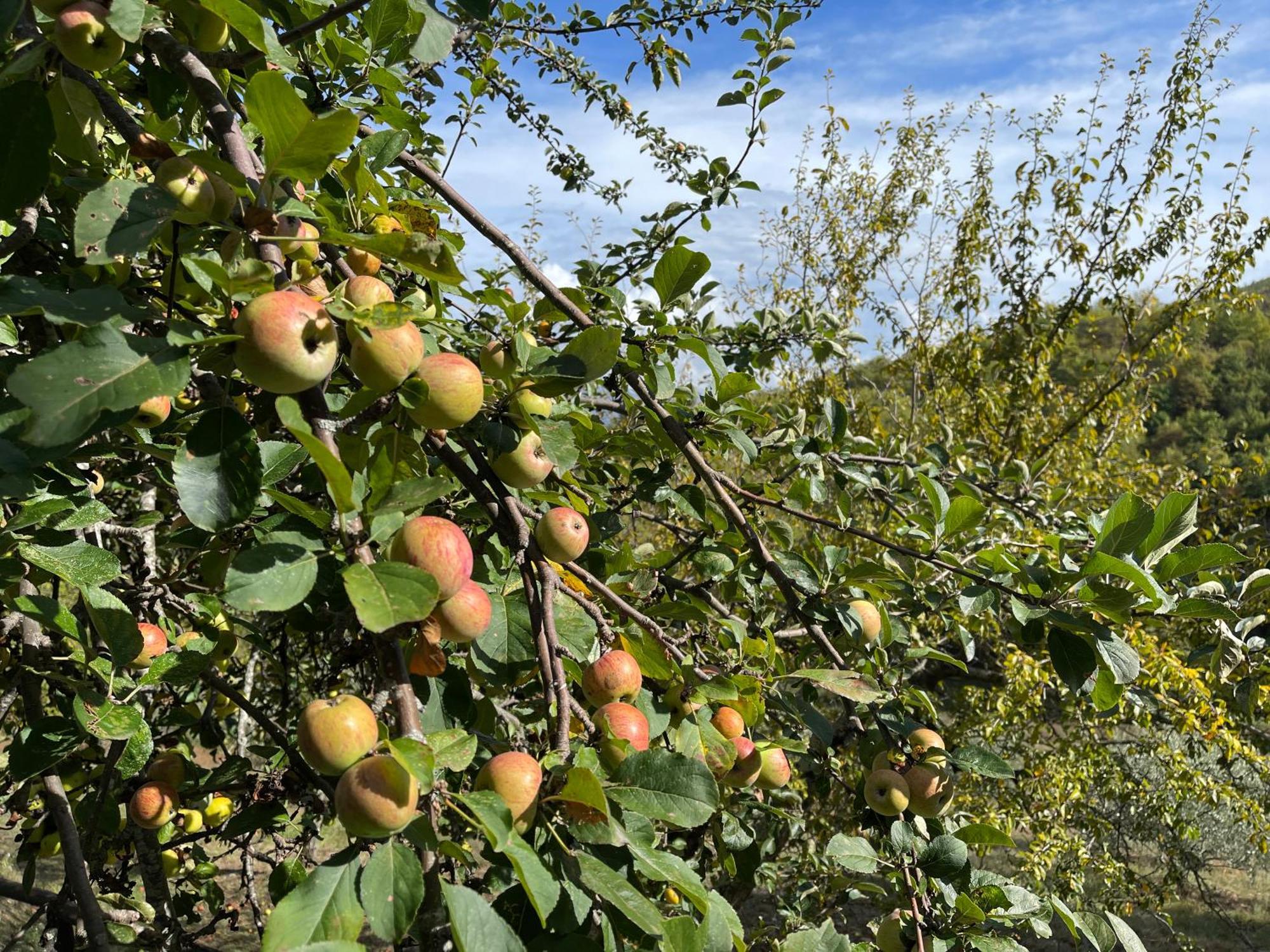 Bio Agriturismo Il Vigno Caprese Michelangelo Eksteriør bilde