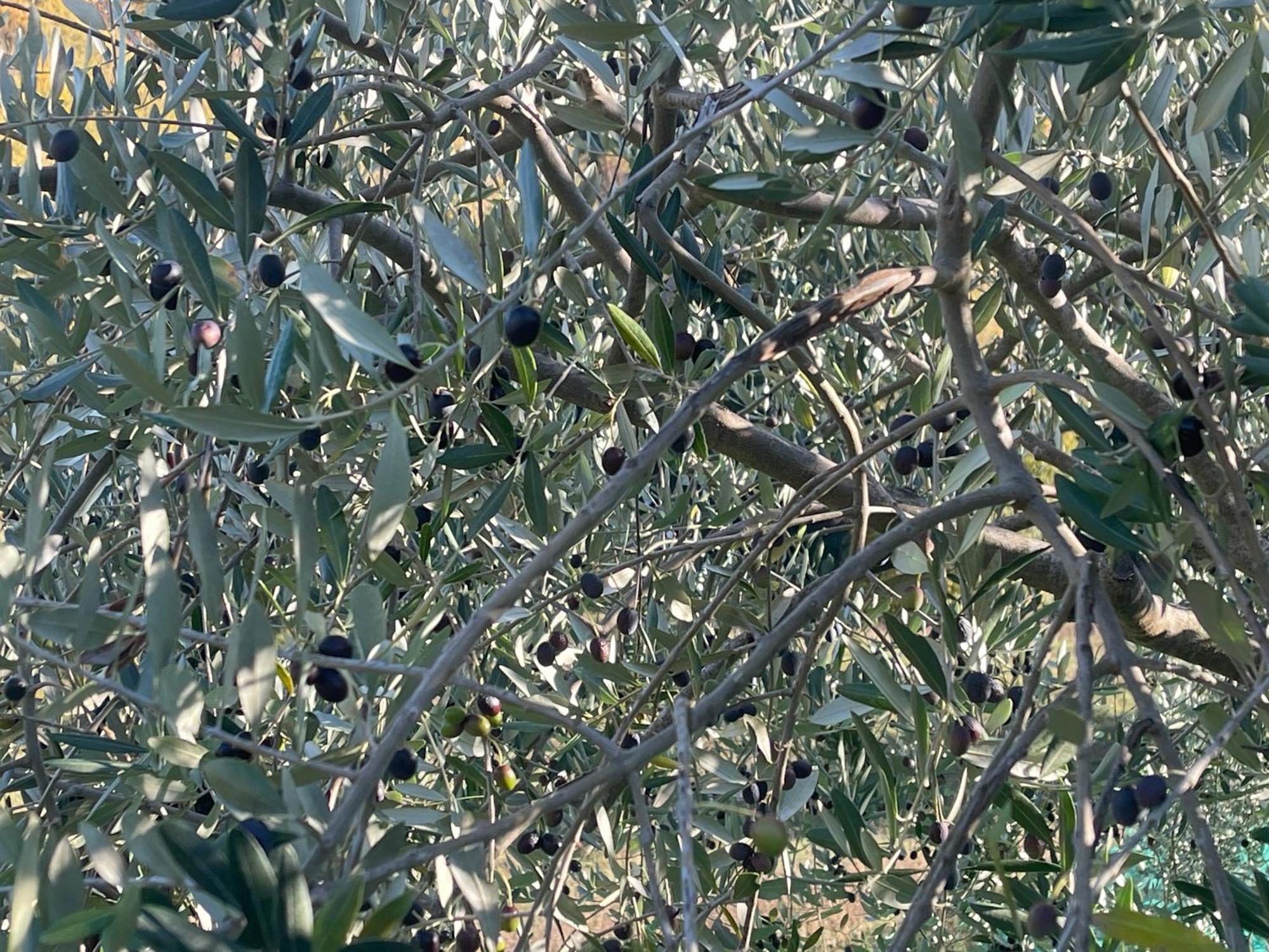 Bio Agriturismo Il Vigno Caprese Michelangelo Eksteriør bilde