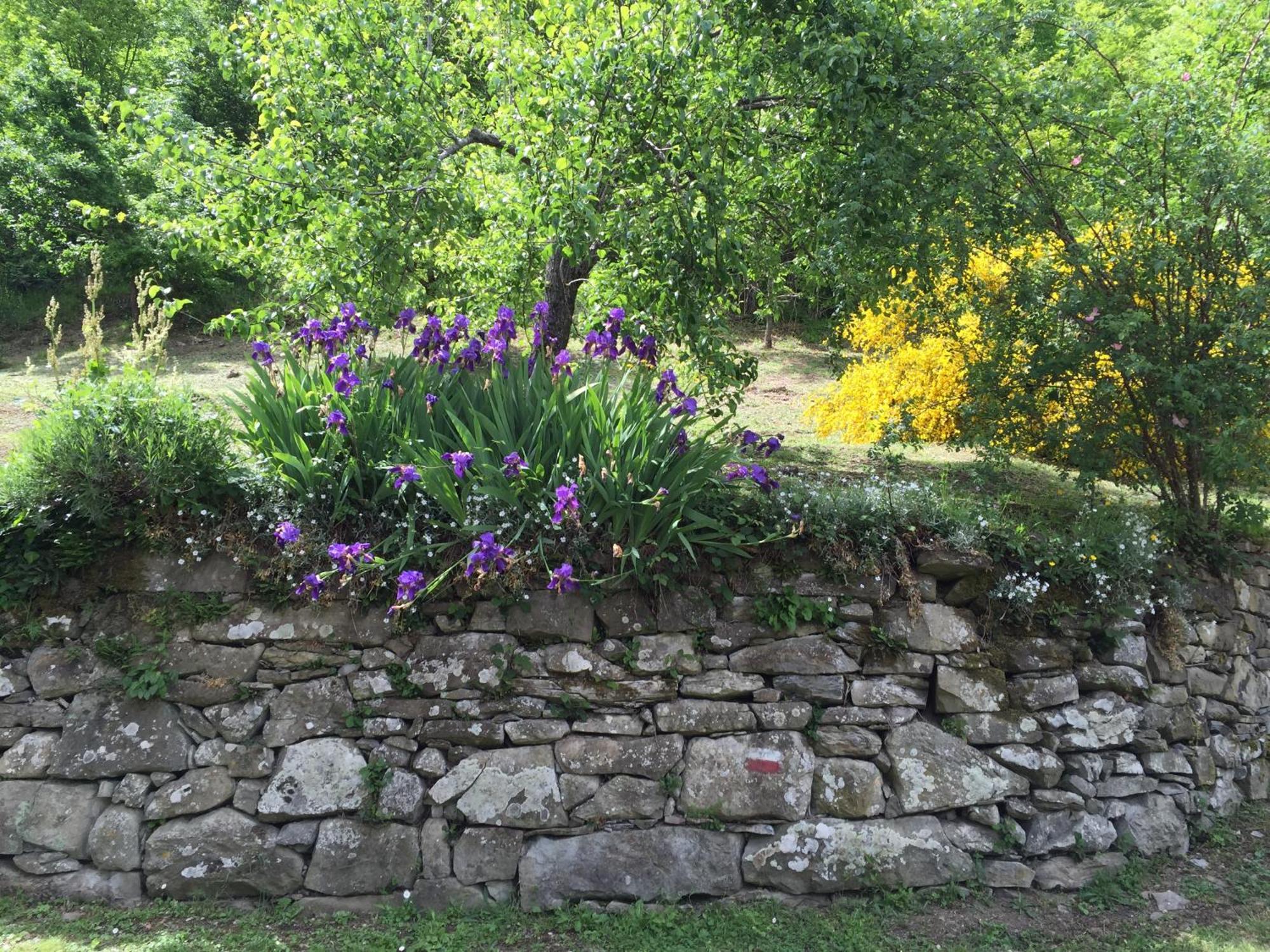 Bio Agriturismo Il Vigno Caprese Michelangelo Eksteriør bilde