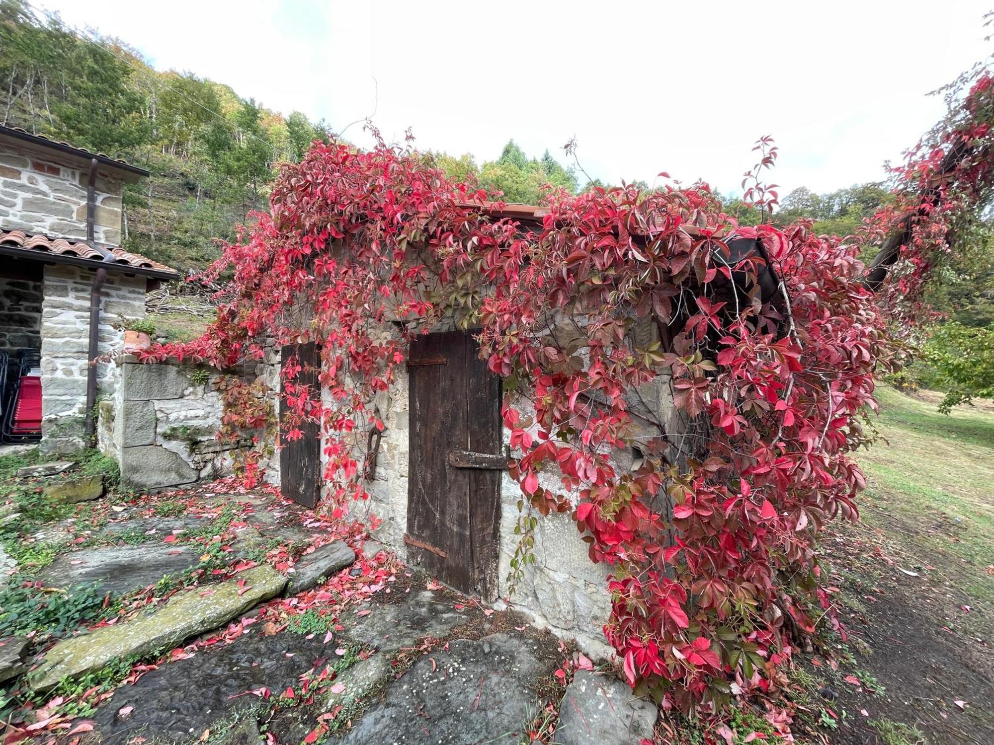 Bio Agriturismo Il Vigno Caprese Michelangelo Eksteriør bilde